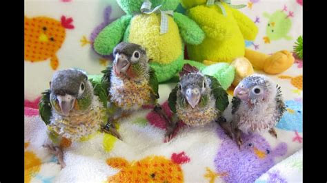 5 Week Old Green Cheek Conure Babies Rio Bowie 169 And 168 Youtube