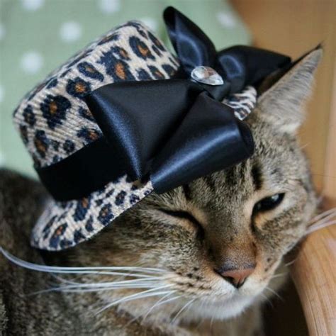 But While Cats Might Not Always Enjoy Being Dressed Up In A Full Outfit