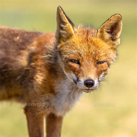 Red Fox Portrait Stock Photo By Creativenaturenl Photodune