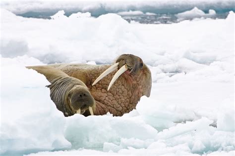 Top 8 Facts About Walruses In 2021 Walrus Animals Marine