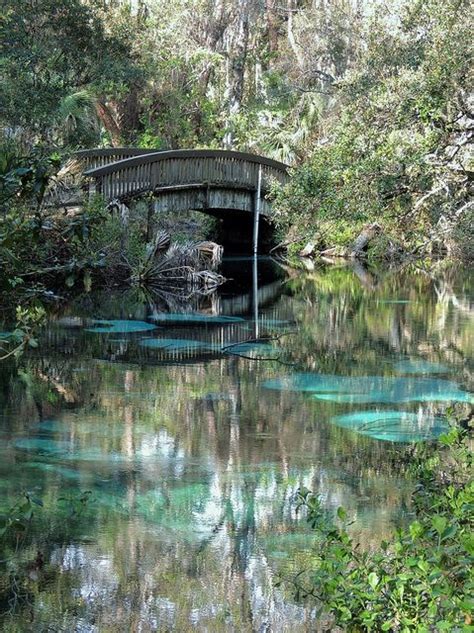 40 Best Images About Fern Hammock Springs On Pinterest