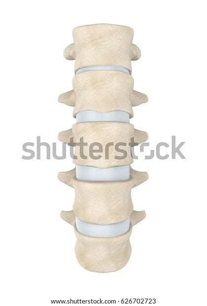Human Lumbar Spine Anatomy Isolated 3d Stock Illustration 626702723