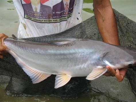 Check spelling or type a new query. 41+ Gambar Lucu Dapat Ikan Besar Simple Dan Minimalis