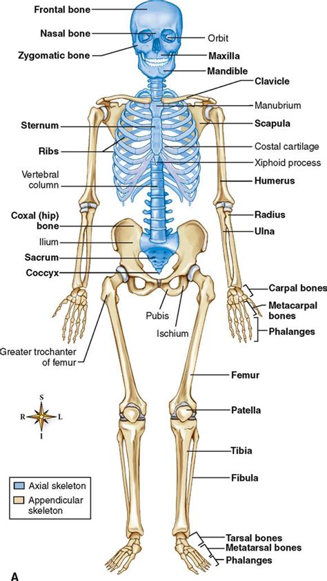 Skeletal System Basicmedical Key