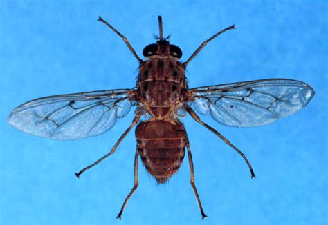 Tiny Flags Target African Tsetse Flies