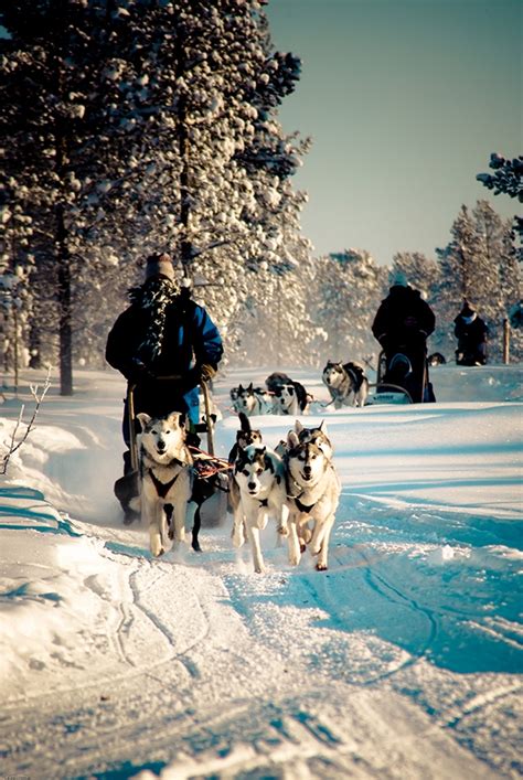 Hetta Huskies Husky Tours In Enontekio Lappland Finland Heyhusky