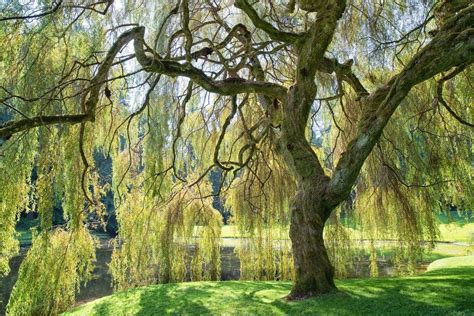 Weeping Willow Information Learn About Caring For A Weeping Willow Tree