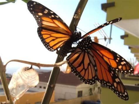 Gay Monarch Butterflies And Homosexuality In Nature
