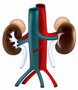 How Do Doctors Test Kidney Function Images