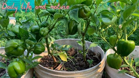 Growing Bell Pepper Plants In Pots