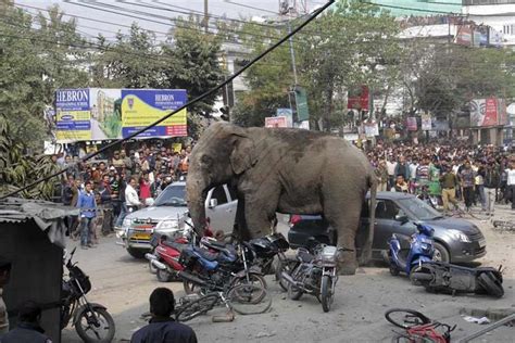 Elefante selvagem invade cidade da Índia e causa pânico