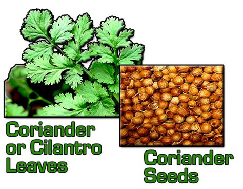 Coriander A Very Popular And Well Known Spice Plant 30 Seeds Herbs Garden And Outdoors Seeds Fujii