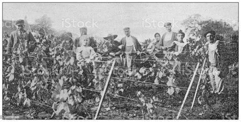 Antique Image Grape Harvest In Burgundy Stock Illustration Download