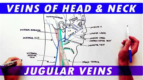 Anatomy Tutorial Veins Of The Head And Neck Youtube