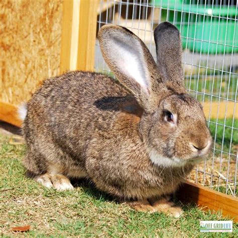 5 Best Rabbit Breeds To Raise For Meat An Off Grid Life