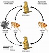 Figure 1 - Yersinia pestis Survival and Replication in Potential Ameba ...