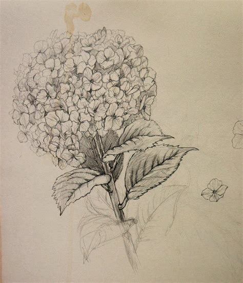 Hydrangea Chisako Fukuyama Pencil Drawing Ink Drawing Flower Drawing