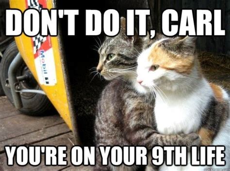 Dont Do It Carl Cat Meme Of The Decade Lol Cat Memes Funny