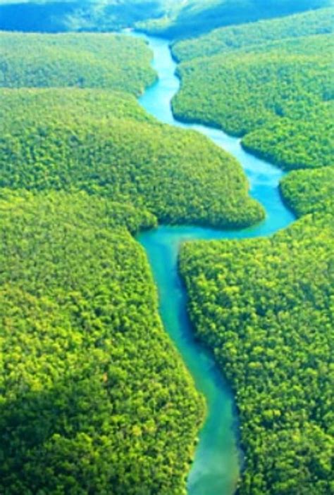 374 Best The Amazon Rainforest Images On Pinterest Amazon Rainforest