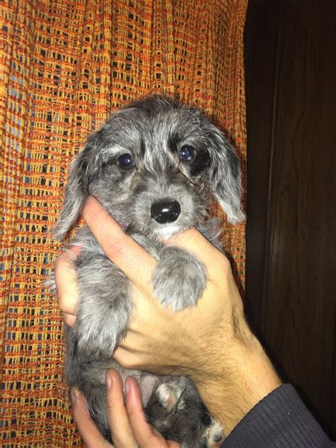 The yorki poo is energetic, happy, brave, and intelligent. YorkiePoo Puppies For Sale | Gilbert, MN #316363 | Petzlover