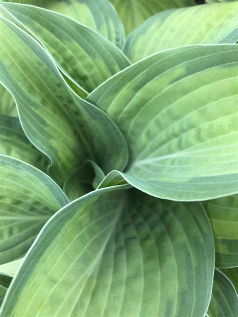 Buy Pauls Glory Hosta Plants Online Stadler Nurseries