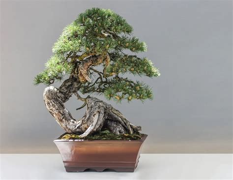 Advanced Bonsai Tree Care Mastered With 5 Easy Tips