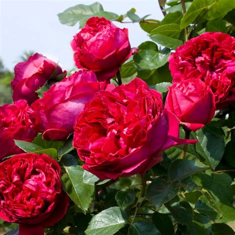 Buy Red Eden Climber Online Chamblees Rose Nursery