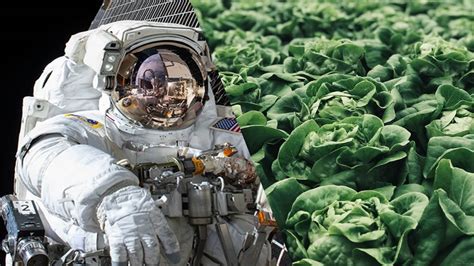 Nasas ‘veggie Is Growing Vegetables For Astronauts In Outer Space