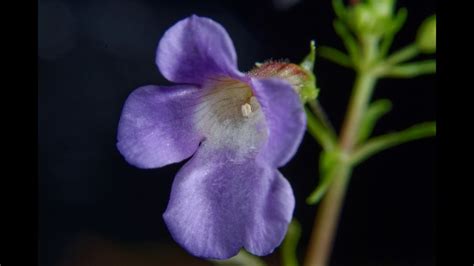 Limnophila Aromatica Mini Flower Youtube