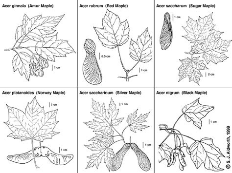 How To Identify Maple Trees Waterford Citizens Association Wca Of