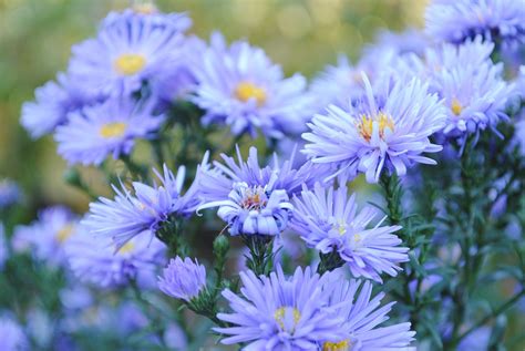 Flower Nature Plant Free Photo On Pixabay