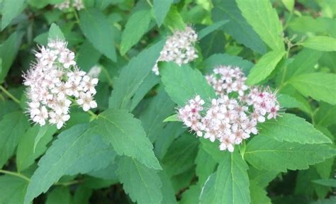 Depending on variety, spirea bushes grow from. Welcome to the Pitt County Arboretum: SUMMER BLOOMING SHRUB