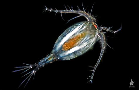 A freshwater copepod, possibly Mesocyclops edax. The size of the animal