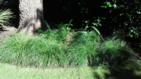Texas Sedge Carex Texensis For Sale Wholesale Lawn Alternatives