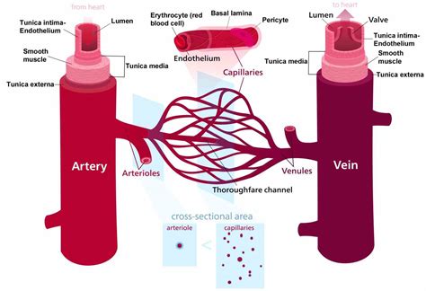 Arteries Veins And Capillaries Structure And Function