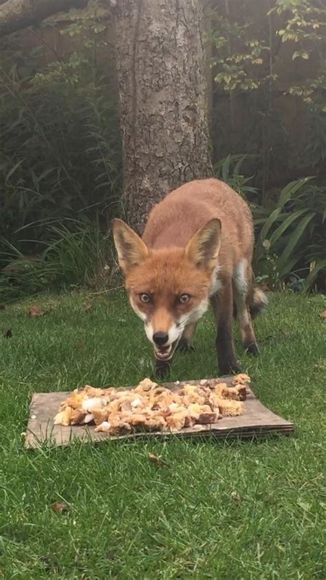 Feeding The Foxes And Got Close Enough To Snap This Pic Rpics