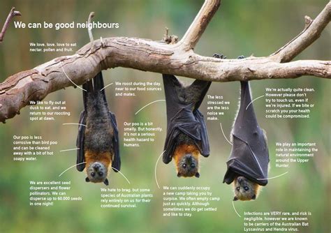 View Why Flying Foxes Are Important Fox Bat Australian Animals