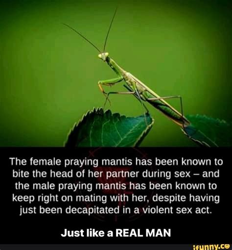 The Female Praying Mantis Has Been Known To Bite The Head Of Her