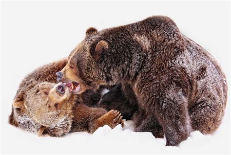 Pin By M On Дивна казка зими Bear Cute Wild Animals We Bear