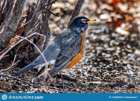 Pregnant Robin In Detail And Color At The Base Of A Bush Stock Image