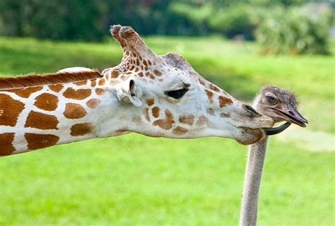 22 Unlikely Animal Pairs That Will Make Your Heart Melt Number 15