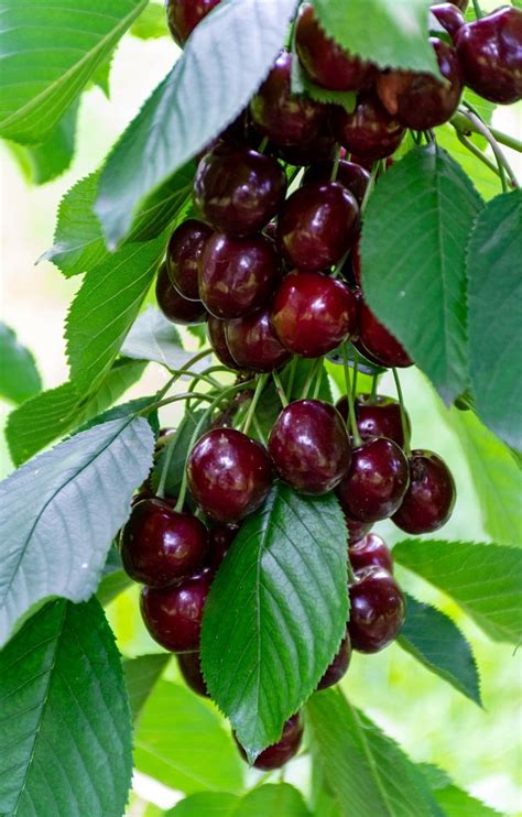 Buy Cherries Online Jackson Orchards Delivered Nz Wide