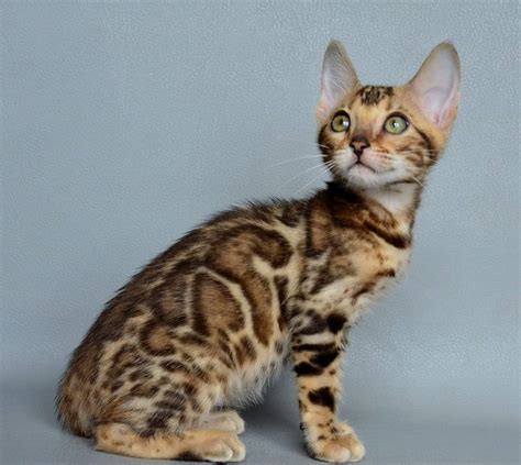 Bengal Bengal Mix Or Just A Tabby Thecatsite