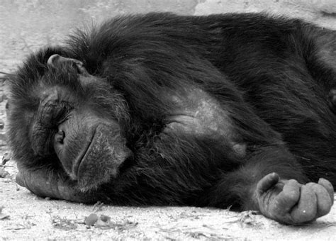 Sleepy Chimp Shutterbug