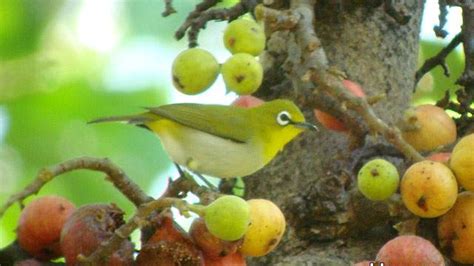 86 Burung Pemakan Pisang Dan Pepaya