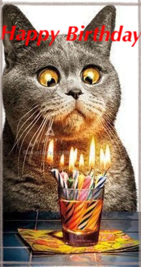 Happy Birthday Cat Images 8 Best Happy Birthday Cat