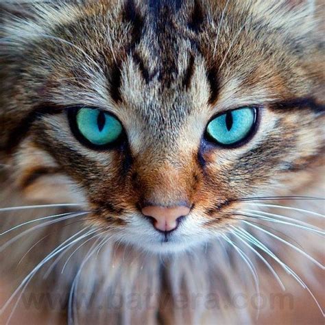 Gorgeous Aqua Eyes ~laurie~ Gorgeous Cats Pretty Cats Cute Animals