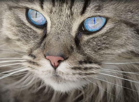 5 Rare House Cat Breeds We Didnt Know Existed