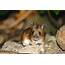 Species – Wood Mouse The Mammal Society