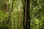 16-gemaeßigter–regenwald – Dauner Fototage